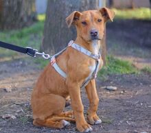 ARON, Hund, Mischlingshund in Ungarn - Bild 35
