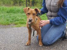 ARON, Hund, Mischlingshund in Ungarn - Bild 4