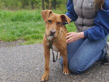 ARON, Hund, Mischlingshund in Ungarn - Bild 5