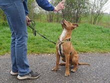 ARON, Hund, Mischlingshund in Ungarn - Bild 6
