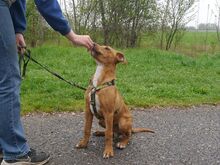 ARON, Hund, Mischlingshund in Ungarn - Bild 7