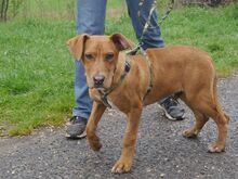 ARON, Hund, Mischlingshund in Ungarn - Bild 8