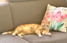 TASIO, Katze, Europäisch Kurzhaar in Spanien - Bild 10