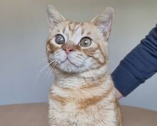TASIO, Katze, Europäisch Kurzhaar in Spanien - Bild 11
