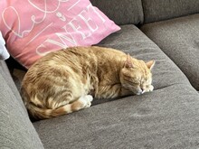 TASIO, Katze, Europäisch Kurzhaar in Spanien - Bild 12