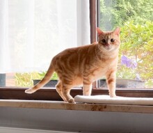 TASIO, Katze, Europäisch Kurzhaar in Spanien - Bild 13