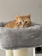 TASIO, Katze, Europäisch Kurzhaar in Spanien - Bild 14