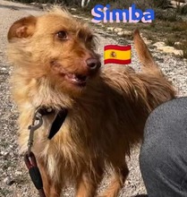 SIMBA, Hund, Podenco Andaluz in Illingen