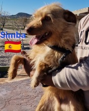 SIMBA, Hund, Podenco Andaluz in Illingen - Bild 10