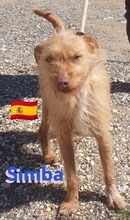 SIMBA, Hund, Podenco Andaluz in Illingen - Bild 2