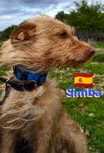 SIMBA, Hund, Podenco Andaluz in Illingen - Bild 3