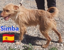 SIMBA, Hund, Podenco Andaluz in Illingen - Bild 4