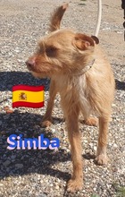 SIMBA, Hund, Podenco Andaluz in Illingen - Bild 6