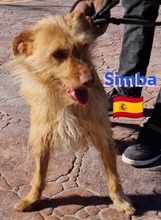 SIMBA, Hund, Podenco Andaluz in Illingen - Bild 7