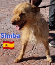 SIMBA, Hund, Podenco Andaluz in Illingen - Bild 8