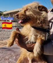SIMBA, Hund, Podenco Andaluz in Illingen - Bild 9
