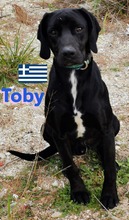 TOBY, Hund, Pointer in Heppenheim