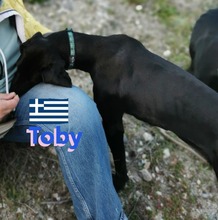TOBY, Hund, Pointer in Heppenheim - Bild 2