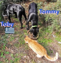 TOBY, Hund, Pointer in Heppenheim - Bild 3