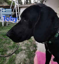 TOBY, Hund, Pointer in Heppenheim - Bild 4