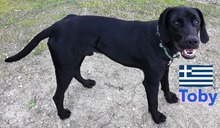 TOBY, Hund, Pointer in Heppenheim - Bild 5