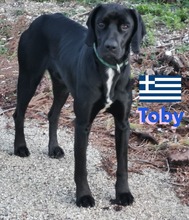 TOBY, Hund, Pointer in Heppenheim - Bild 6