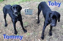 TOBY, Hund, Pointer in Heppenheim - Bild 7