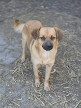 KLARA, Hund, Mischlingshund in Rumänien - Bild 10
