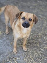KLARA, Hund, Mischlingshund in Rumänien - Bild 7