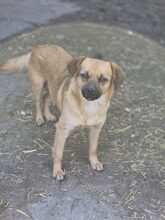 KLARA, Hund, Mischlingshund in Rumänien - Bild 8