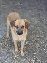 KLARA, Hund, Mischlingshund in Rumänien - Bild 9