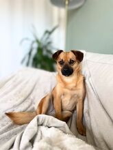 KLARA, Hund, Mischlingshund in Bielefeld