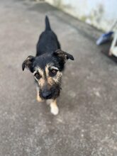 DATCHIE, Hund, Mischlingshund in Rumänien - Bild 11
