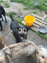 DATCHIE, Hund, Mischlingshund in Rumänien - Bild 12
