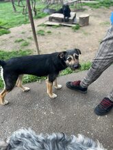 DATCHIE, Hund, Mischlingshund in Rumänien - Bild 13