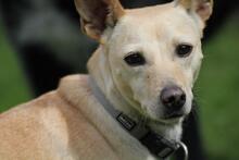 KLAUS, Hund, Pinscher-Mix in Wuppertal