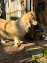 HELLA, Hund, Mischlingshund in Rumänien - Bild 10