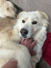 HELLA, Hund, Mischlingshund in Rumänien - Bild 11