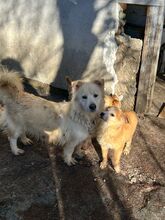 HELLA, Hund, Mischlingshund in Rumänien - Bild 6