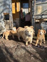 HELLA, Hund, Mischlingshund in Rumänien - Bild 7