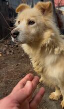 HELLA, Hund, Mischlingshund in Rumänien - Bild 8