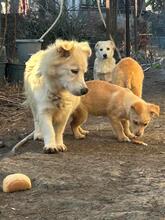HELLA, Hund, Mischlingshund in Rumänien - Bild 9