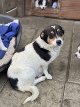 MAZIE, Hund, Mischlingshund in Köln - Bild 2