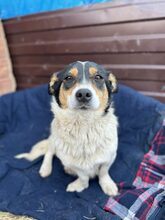 MAZIE, Hund, Mischlingshund in Köln - Bild 4