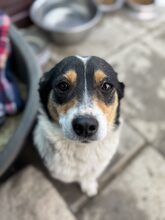 MAZIE, Hund, Mischlingshund in Köln - Bild 5