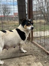 MAZIE, Hund, Mischlingshund in Köln - Bild 6