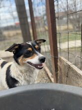 MAZIE, Hund, Mischlingshund in Köln - Bild 7