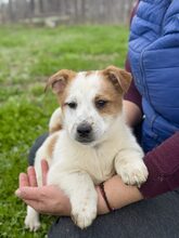 SUNI, Hund, Mischlingshund in Heiligenhaus - Bild 1