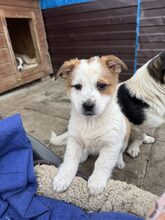 SUNI, Hund, Mischlingshund in Heiligenhaus - Bild 10