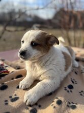 SUNI, Hund, Mischlingshund in Heiligenhaus - Bild 11